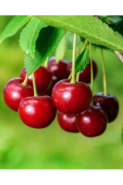 Prunus avium ‘Queen Mary’